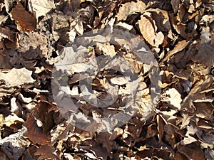 Dry leaves background