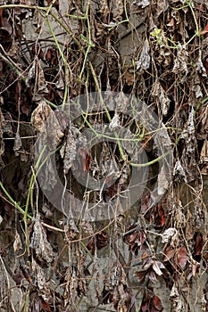 Dry leaves background