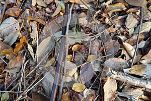 Dry leaves for backgrounds