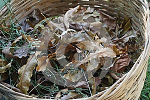 Dry leaves in a beautiful bamboo basket_4