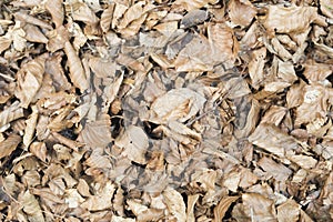 Dry leaves in a beech forest of the Irati Forest photo