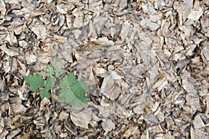 Dry leaves in a beech forest of the Irati Forest photo