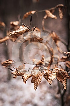 Dry leaves of beech tree in winter forest