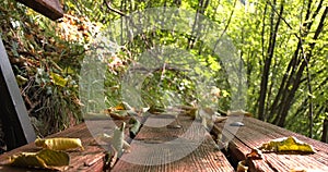 Dry leaves on the bench with wind