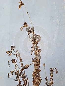 dry leaves on a branch