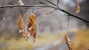 The dry leaves on the branch hang over the forest road on the au