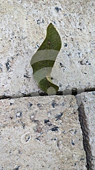 dry leaves on bricks due to hot global weather