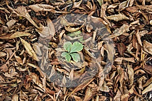 Dry leaves chestnut cover the ground. Nature of brown texture leaves. Texture of autumn leaves with one green leaf