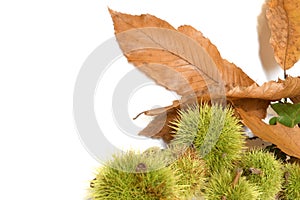 Dry leaves of chestnut tree with curls isolated on white