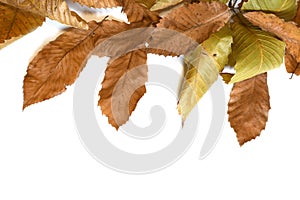 Dry leaves of chestnut tree isolated on white