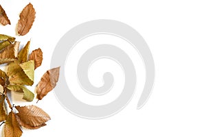 Dry leaves of chestnut tree isolated on white