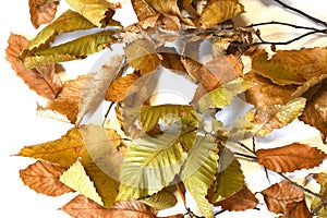 Dry leaves of chestnut tree isolated on white