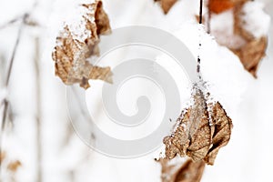 Dry leaves covered with snow on a tree branch in the winter forest