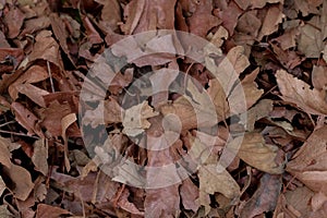 Dry Leaves Covering the Ground