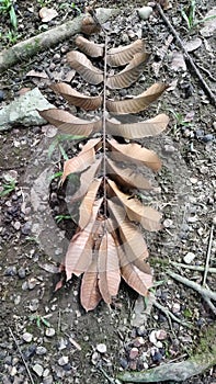 Dry leaves or daun kering