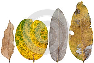 Dry leaves dead in winter isolated on white background. Clipping path