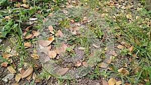 dry leaves falling on the ground