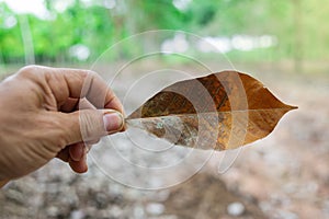 Dry leaves falling on the ground.