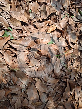 The Dry Leaves Fell from The Naseberry Tree