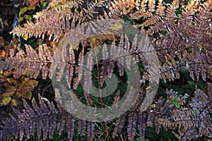 Dry leaves of ferns