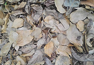 Dry leaves on the forest floor photo