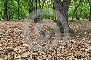 Dry leaves in the forest at spring