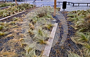 The dry leaves of the grass curl in the wind and look like hair.