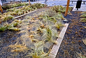 The dry leaves of the grass curl in the wind and look like hair.