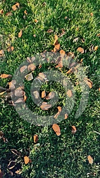 dry leaves on green grass, autumn background nature