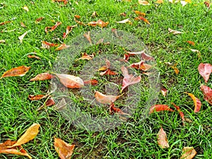 Dry leaves on green grass photo