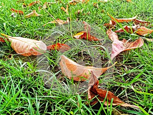 Dry leaves on green grass photo