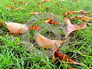 Dry leaves on green grass photo