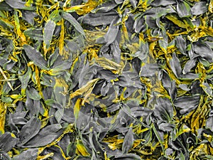 Dry leaves in grey color and yellow paint background