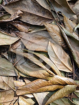 Dry Leaves on the ground