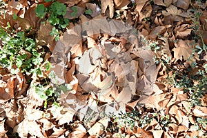 Dry leaves on the ground on an autumn day, Escucha Teruel,