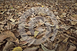 Dry leaves on the ground by selective focusing, small dry leaves