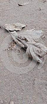 dry leaves on the ground in the yard of the house