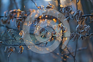 Dry leaves with hoarfrost illuminated by the sun