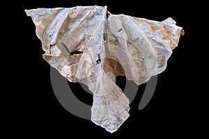 Dry leaves  isolated on black background. Clipping path