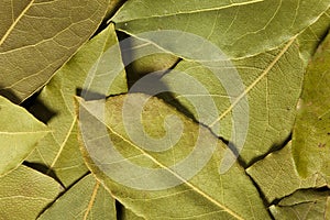 Dry leaves of laurel