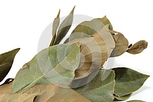 Dry leaves of a laurel tree on