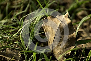 Dry leaves laying on grass land