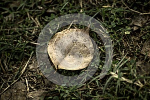 Dry leaves laying on grass land