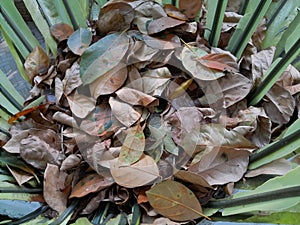 Dry leaves naturally accumulate on top of the plant photo