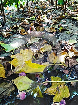 Dry leaves of plant in water looking beautiful