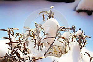 Dry leaves of sage in sunny snow