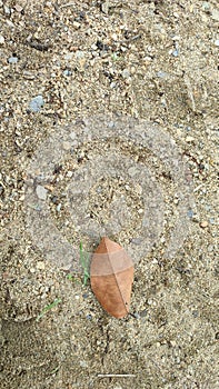 dry leaves on the sand of the lake