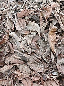 Dry leaves scattered across the garden