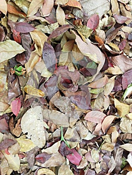 Dry leaves are scattered in the shade of the trees, blending with the exotic colors of nature
