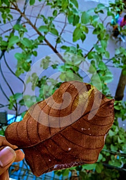 Dry leaves the seasonal changes of leaves.